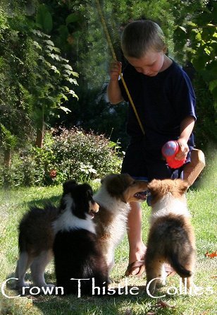 Animal Planet filmed Crown Thistle collie pups at Quaker Farm, playing with children.  This is our grandson playing with 5th generation Crown Thistle Collie puppies while being filmed by Animal Planet.  Collies are exceptionally good dogs with children.