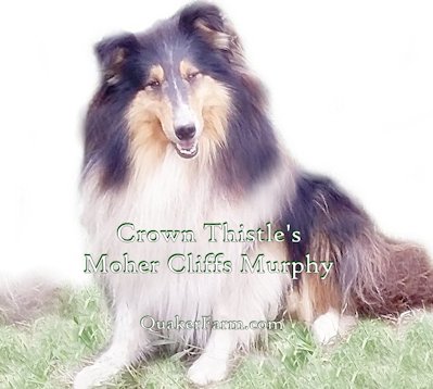 Tri Color Collie Murphy