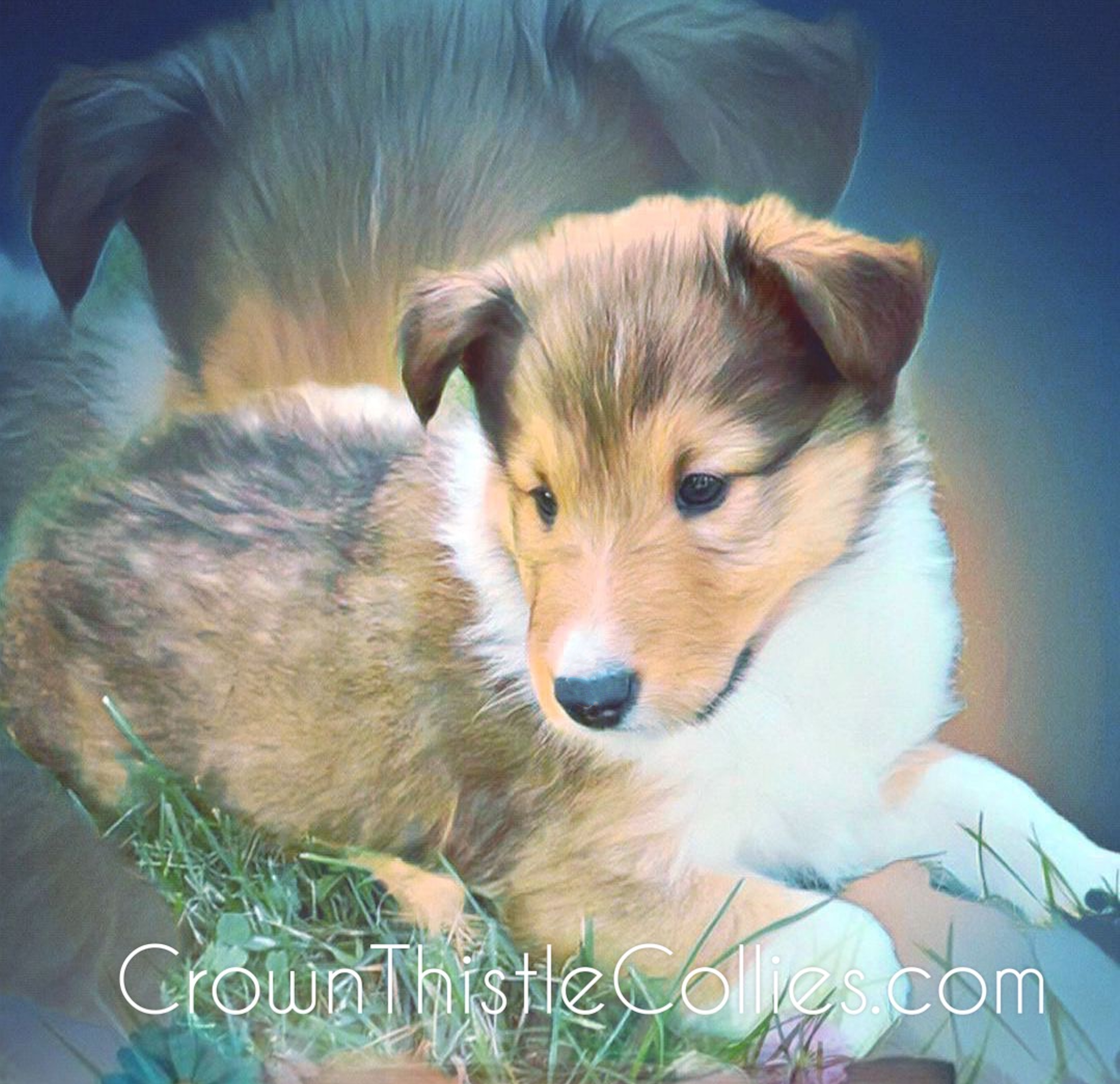 A Crown Thistle Collies rough collie pup in Michigan