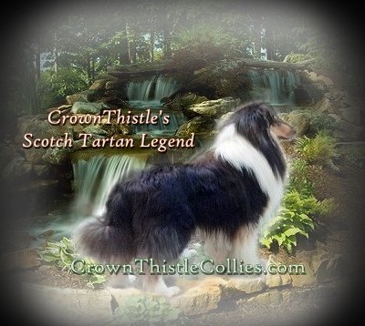 Tri Color Collie Scotty