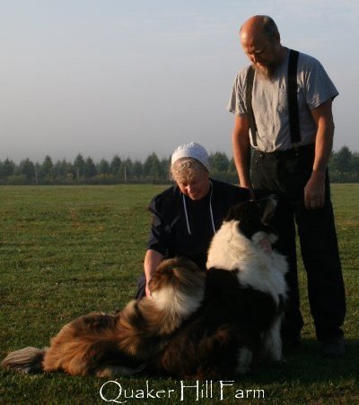 Bill and Ann with their farm Collies during filming by Animal Planet at Quaker Farm.