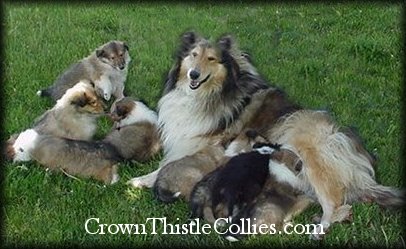 Lassie is a joyful, tender, deeply nuturing mother to her pups.