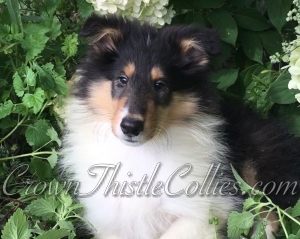 Crown Thistle Collie pup in Michigan
