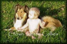 Crown Thistle Collies - Lassie & Cam, Rough Collies, Harrisville Michigan, Alcona County