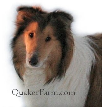 Memory of Quaker Farm, Collie