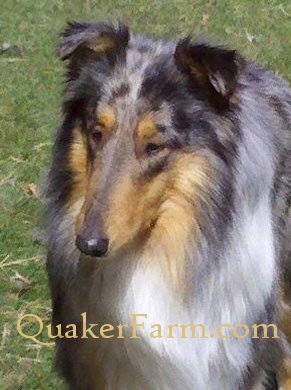 Crown Thistle Collies Stormy Blue