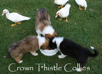lunchtime for the collie pups with the ducks looking on
