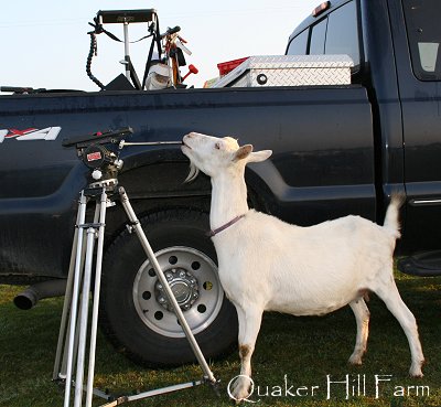 Dairy goat at Animal Planet filming