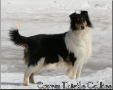 Crown Thistle Collies - Willow, Rough Collies, Harrisville Michigan, Alcona County, northern Michigan