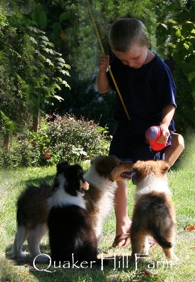 Collie pups playing