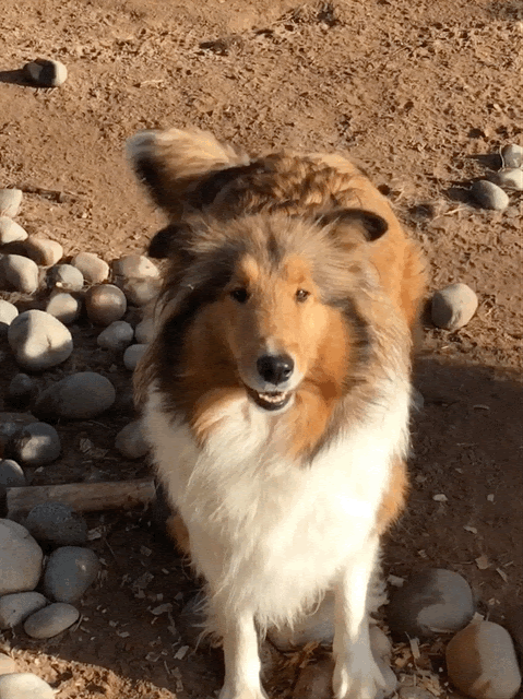 collie dog puppies for sale
