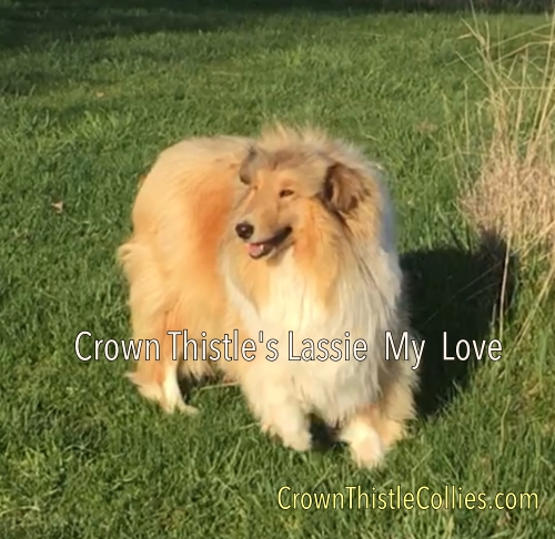 Shadow & Lassie Dogs